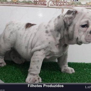 filhote-170_82daa97d9d7cce54581196ce3d13042d.jpg