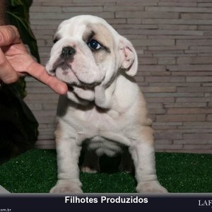 filhote-172_2fc01716fdc5fe0ae57d0359f8758363.jpg