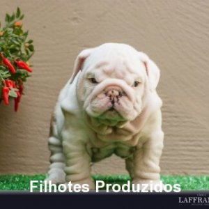 filhote-175_0b8febe8a02cab6792f3d5dc0afb0267.jpg