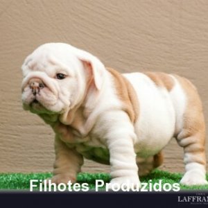 filhote-179_a29a376cb265fc5b2eb0e65b43caacb2.jpg