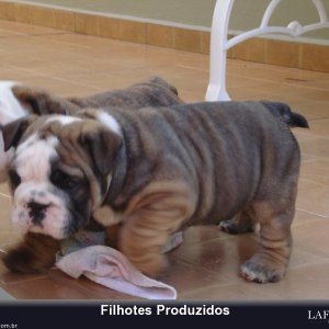 filhote-180_f5bc0b9390b739275c23d6a0ae0b6aa0.jpg