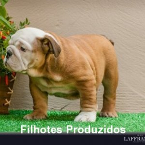 filhote-181_8a3ad7bd4422203a84493e04cb9571af.jpg