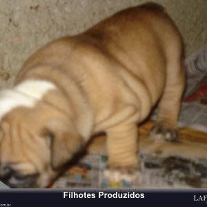 filhote-182_b1c4beac243b20f8a88fb6d40ac19390.jpg