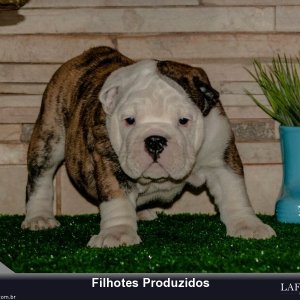 filhote-183_41d7977c06b962633cdea6219e2cb8eb.jpg