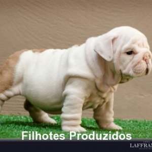 filhote-184_1df4d5138bbb1ab90b77a35524ac785c.jpg