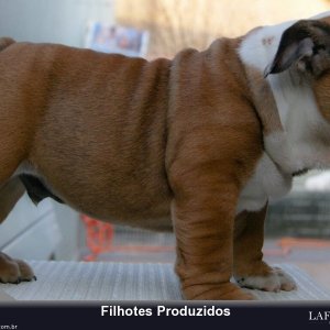 filhote-187_64c20c8f2af93791cac6ddebd05bd0fe.jpg