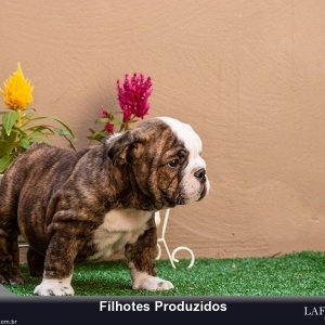 filhote-189_73e914a367fdbda8e894a20b80837416.jpg