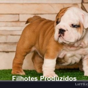 filhote-190_ba9e3beb3ad9c47455b0fcf361bb109c.jpg