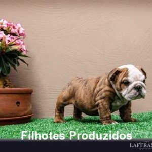 filhote-191_aa910dcb9de96817dbddbf2a022db4a1.jpg