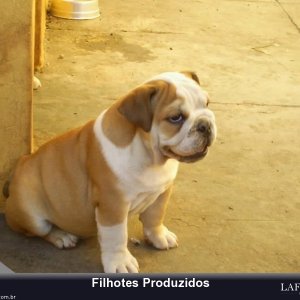 filhote-194_de62fe57d95e56e80f75053ae97bc742.jpg