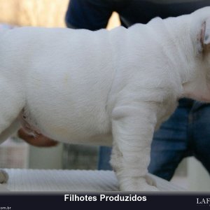 filhote-195_6ae89021bdda86e4543909ab87823120.jpg