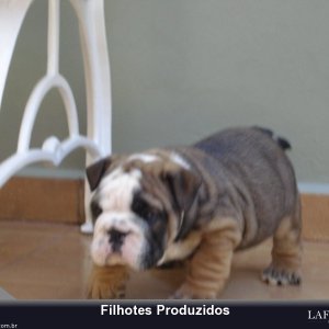 filhote-196_4f788898cb705fcb0db2d1549fafaf3d.jpg