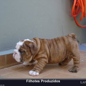 filhote-199_dd4f70254962bdef1010cdd2ba876745.jpg