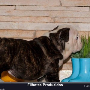 filhote-201_a5a3bd53f0f30d70e3165a9a2ce98b51.jpg
