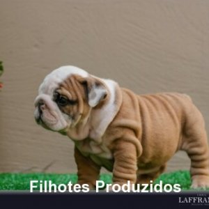 filhote-202_82cf2dca52be51f6346406f5ca6ce65b.jpg