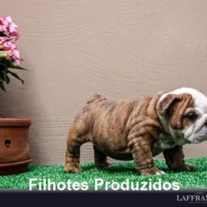 filhote-208_b8d62e8496e5660fadeb74c68d257c8a.jpg