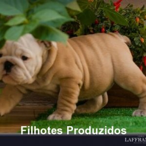 filhote-209_b39ccdf5bc537d3f5dff06ed8be8fa51.jpg