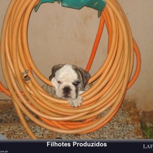 filhote-210_d839a01b6aaf22079e77b30936a3cbbf.jpg