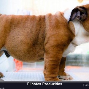 filhote-215_94b0abb638a05aa6a142a23ed3fdaa07.jpg