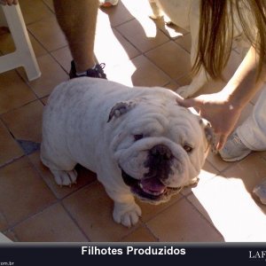 filhote-218_46d4913acae51b9b7fd7c87527469f46.jpg