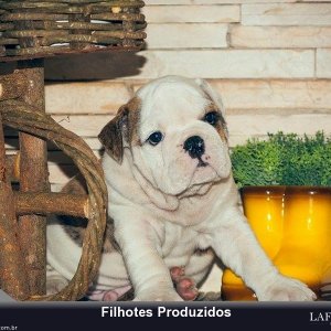 filhote-219_c1f7ac7f85b232350bd8c09d0bca8f07.jpg