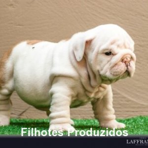 filhote-222_a96a4bee7c9c9efbb8097e79cb7fdd6a.jpg