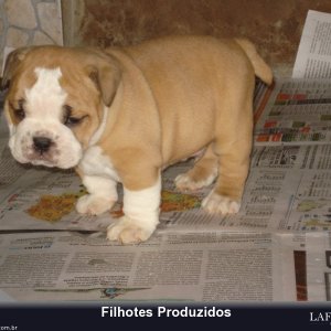 filhote-224_15db700f0ee264996395d419a95b546b.jpg