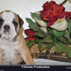 filhote-228_4ad0574ef6ec9b3e0aa48ad5c9fddd48.jpg