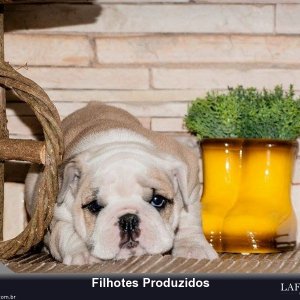 filhote-230_8ec5ee143d182a34d7a301b867d9d955.jpg