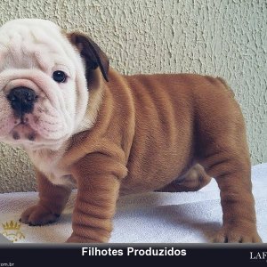filhote-231_b9e7a2f5f2cf401e405d39171e197ad9.jpg