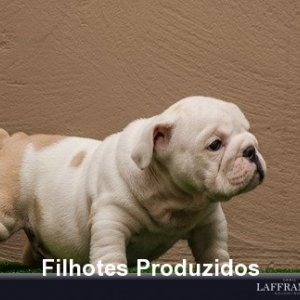 filhote-235_1ad12c919fd973acc39dda26fa620a01.jpg