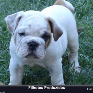 filhote-236_7fe1a5ebb7cdb718cd8158fe4b7521b0.jpg