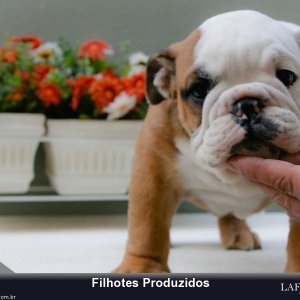 filhote-237_cc934aca948447a168bd3a63189a9bfd.jpg