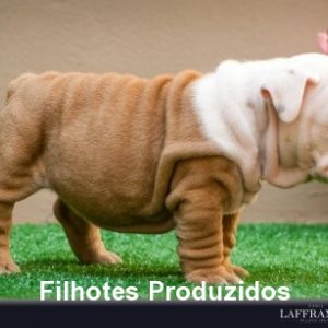 filhote-238_42b47107f12398f822424edd14cdf9de.jpg