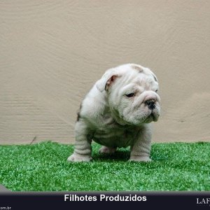 filhote-247_98aff07ca0a8cb11fab1d9e71fa56b3e.jpg