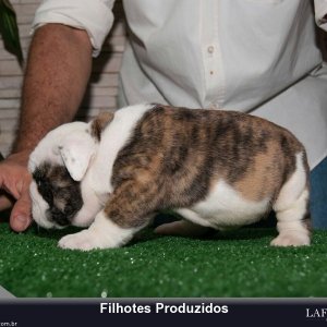 filhote-249_c29d5844968c841d15bf1b94c45b94f6.jpg