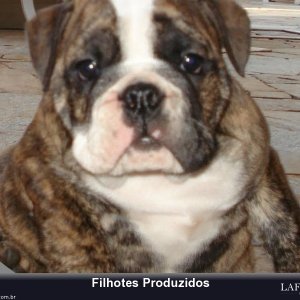 filhote-250_a133628fbdaf7b46e3cb5fbb0c3d0055.jpg
