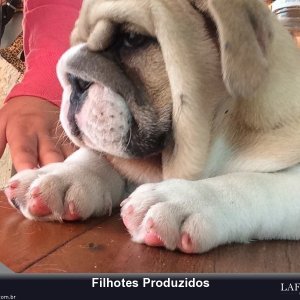 filhote-253_803f17aeef68749d9b291a56ac69842c.jpg