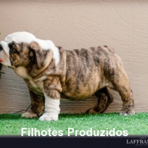 filhote-254_bdb4d047684da2fb3fc123ea8bff2d2e.jpg