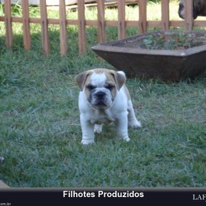 filhote-256_38dd63b466103a1fcaed5435cad281ef.jpg