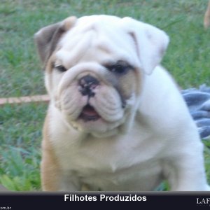 filhote-257_a7b06759a46dd3ec6dfa420881e7d0da.jpg
