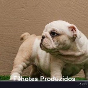 filhote-260_43fb96063cc903a284b82825e0384ba6.jpg