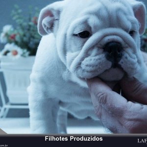 filhote-262_f8d4e35ea7224f275830f34ba4640911.jpg