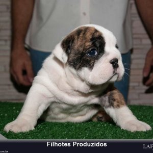 filhote-267_fefe77eda9b06d2d05a84f7fd43bdccc.jpg