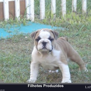 filhote-268_faab9d3f177278cf002cc7f324ae4212.jpg