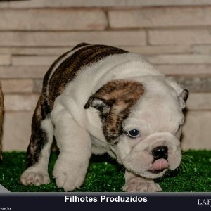 filhote-274_c80598c7689b89db050239bd4bfae03e.jpg