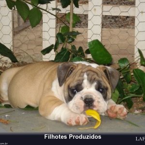 filhote-277_80cd554dea982e76f6655de7f23339ff.jpg
