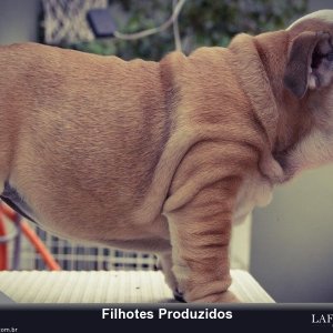 filhote-339_92203125bd50ad7d371406574ae55f3e.jpg
