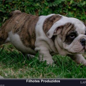 filhote-340_999607915d71056899b76b6eef68aa65.jpg