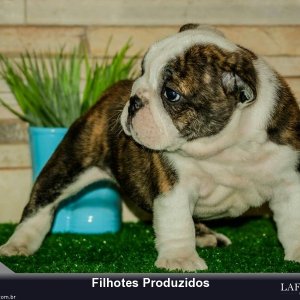 filhote-341_c481d6d74e2def329a74e7235d6109c0.jpg